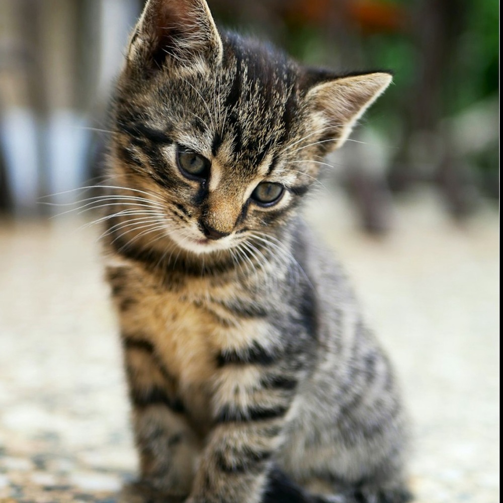 Meet your Posher, Icha